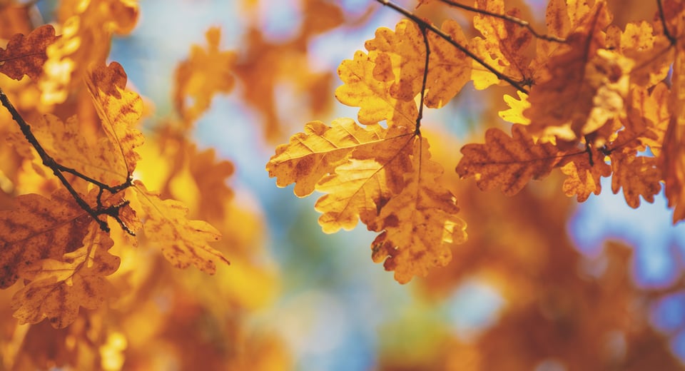 Árboles de otoño: Mapa interactivo para disfrutar los más hermosos paisajes justo a tiempo