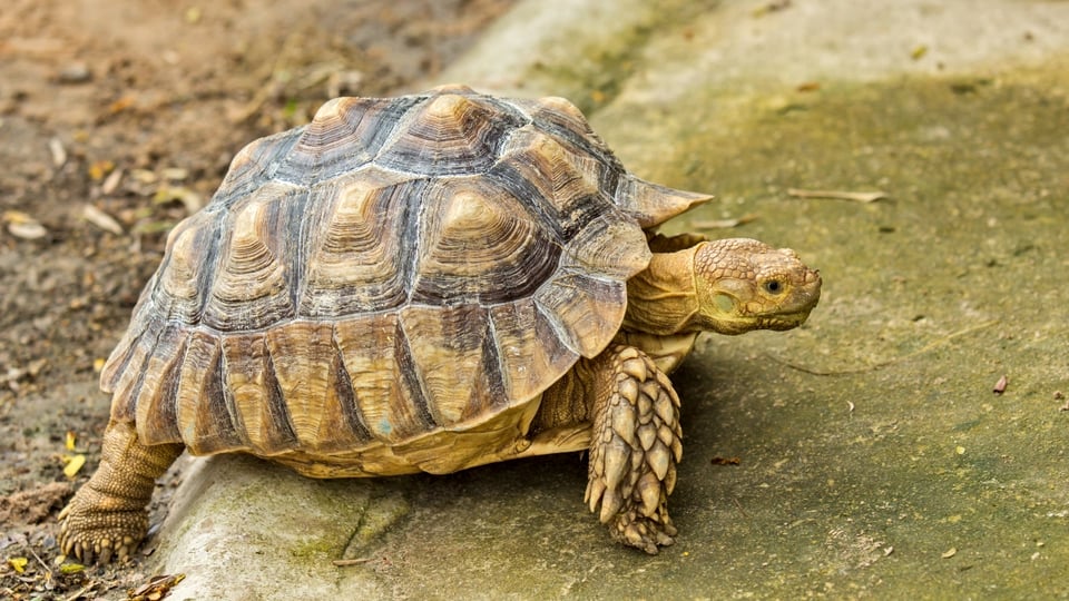 Curioso: Tortuga voladora causa terrible accidente (VIDEO y FOTOS)