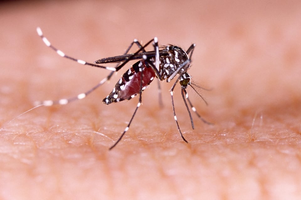 Los Cayos de Florida ve su primer brote de dengue en 10 años featured image