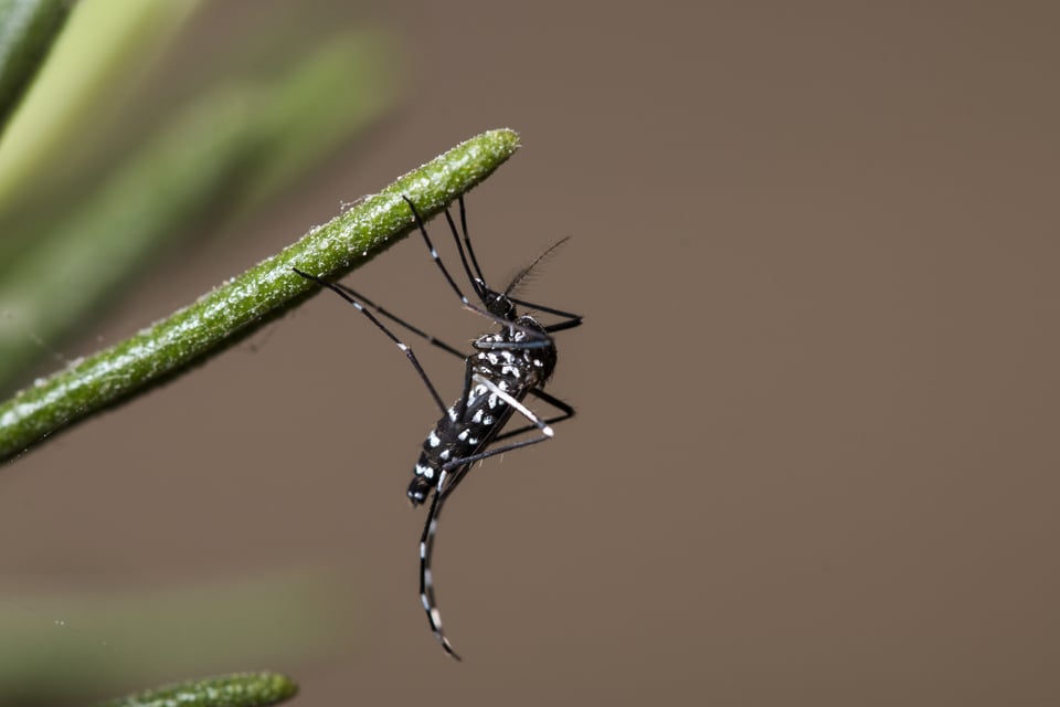 Reaparece el mosquito tigre asiático en Michigan y advierten del peligro