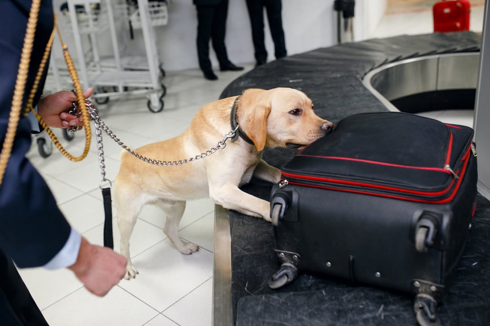 Perro detectó cabeza de cerdo en equipaje de hispano en Atlanta