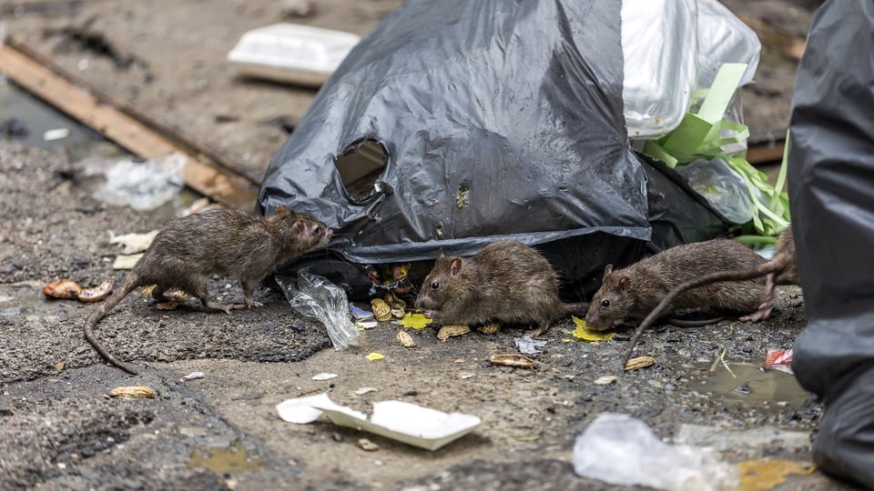 Ratas mutantes agresivas amenazan ciudades de EEUU (FOTOS Y VIDEO)