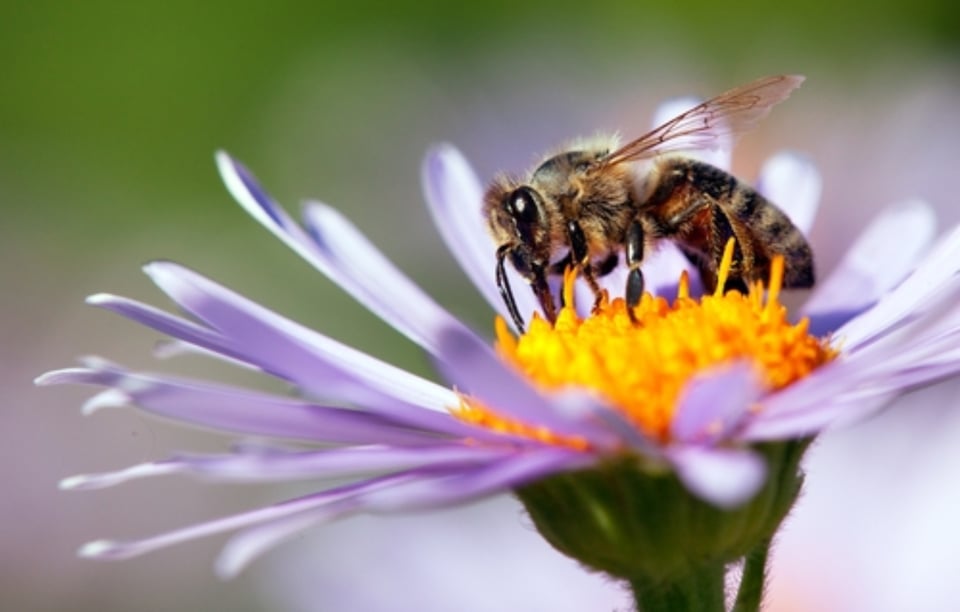 Hallan en Florida una rara abeja azul que se creía extinta