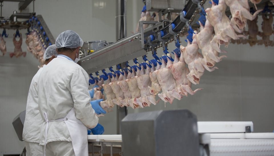 Cierran planta avícola por contagios y muertes por coronavirus