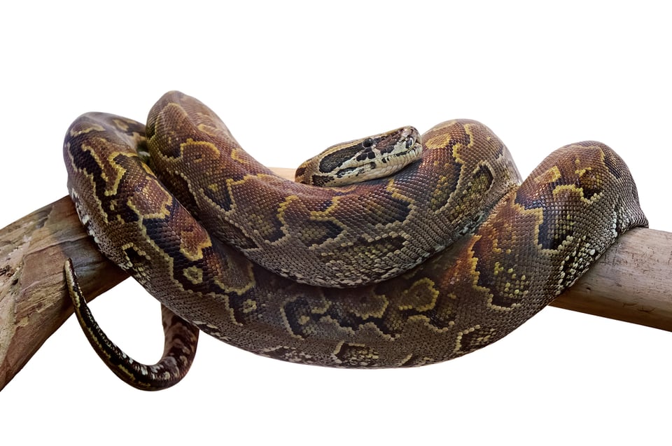 Florida: Mujer encuentra una serpiente pitón en la lavadora de su casa y alertan a residentes (FOTOS)