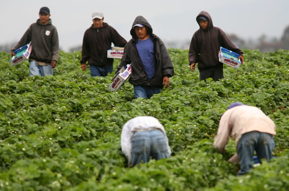 Immigrants, Mass deportation in the United States impact, employment