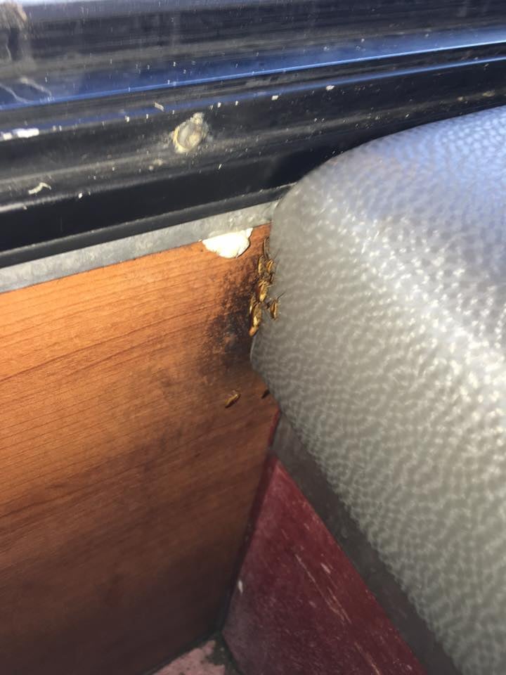 Chronic cockroaches backpack boy