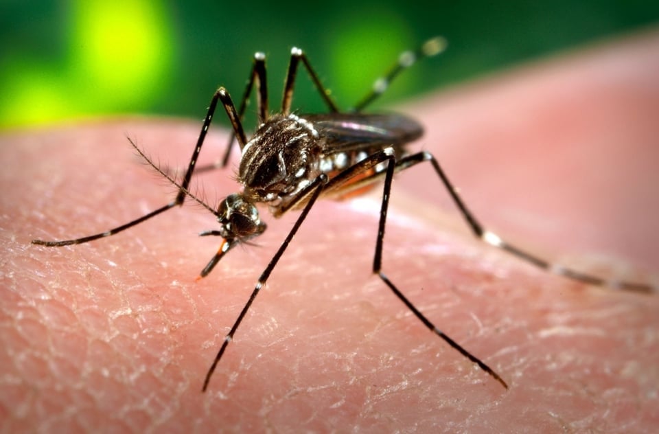 Reportan décimo contagio del virus de Nilo en Dallas, Texas (FOTOS)