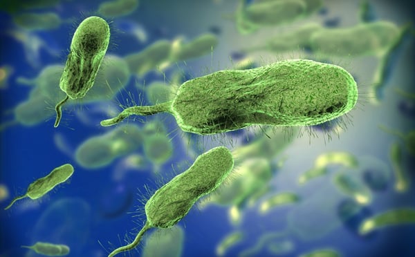 5 infectados por la terrible bacteria «comecarne» en Connecticut