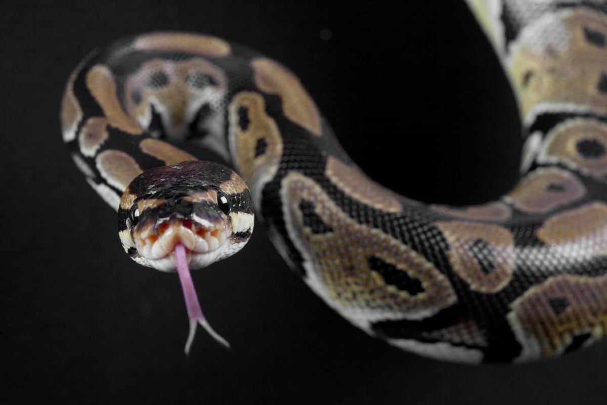 Sentado inodoro mordió serpiente: Aún está aterrado (VIDEO y FOTOS)