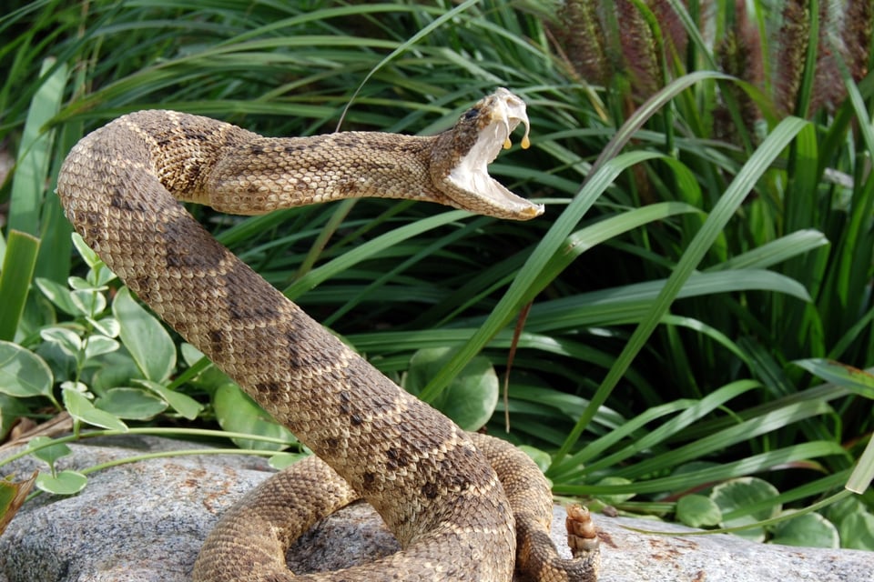 Curioso: Covid, calor sofocante y… ¡nuevo peligro extremo! (VIDEO) featured image