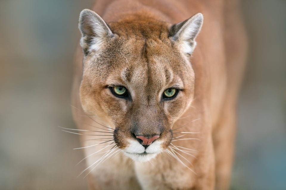 CURIOSO: Excursionista de Utah se lleva una impresionante sorpresa cuando un puma lo amenaza (VIDEO) featured image