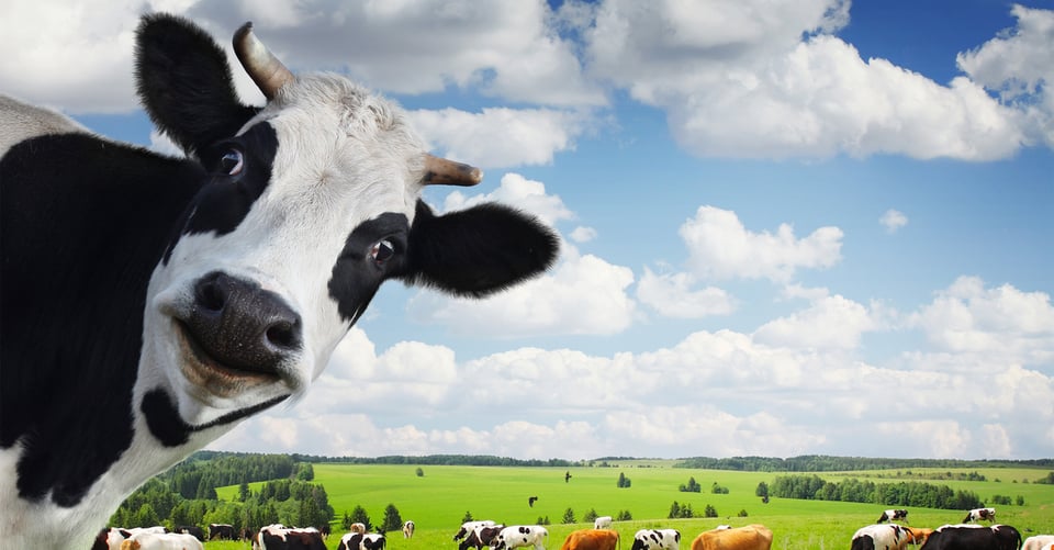 ‘Impossible Foods’ logra diseñar leche de vaca a partir de plantas