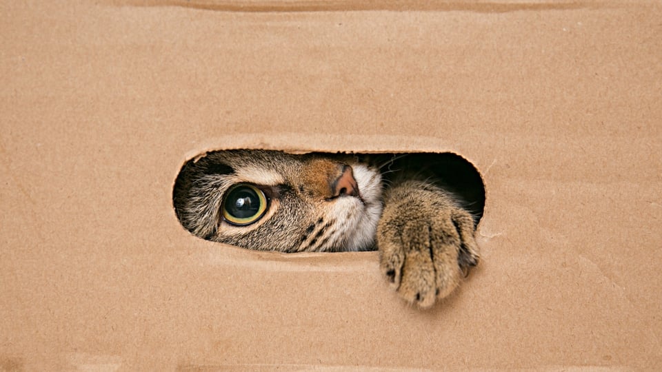 Curioso: Miles de mascotas muertas en cajas de envío (FOTOS FUERTES) featured image