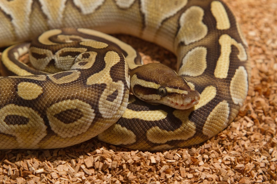 Florida considera incentivar el consumo de pitones para reducir la población de la especie