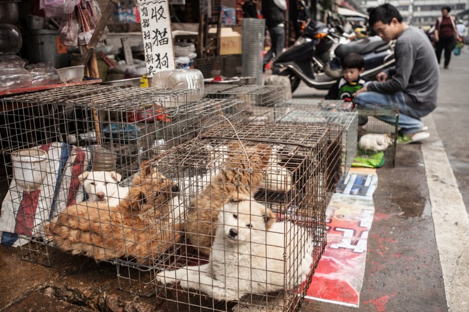 Perros rescatados del mercado de carne en China llegaron a Nueva York