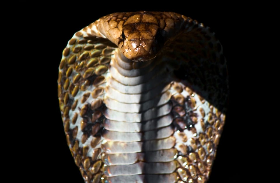Curioso: Hombre se contagió de malaria, dengue, coronavirus y ahora lo mordió una serpiente