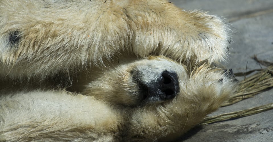Avión se estrella contra un oso al aterrizar en Alaska