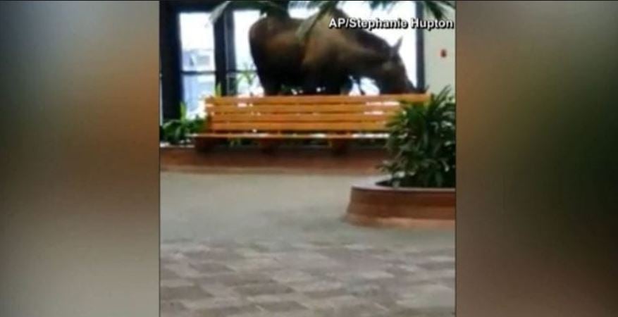 Captan a alce dentro de un hospital y el video se hace viral