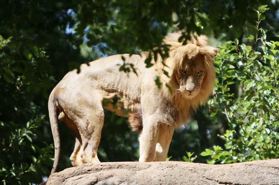 Un león mata a su cuidador en un zoológico de Nigeria