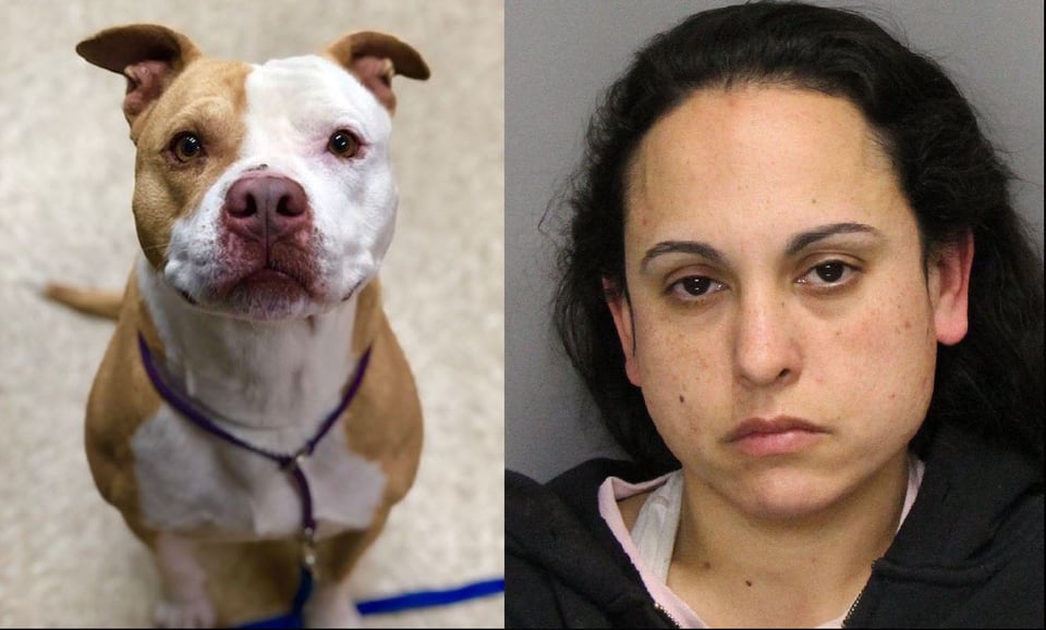 Acusan a mujer de darle un «milkshake» a su perro