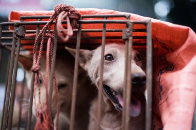 Festival de carne de perro en China: 30 se salvan de ser hervidos vivos