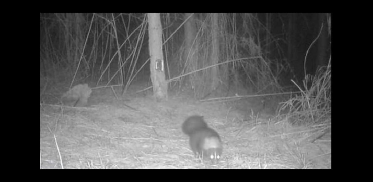 ¿Chupacabras? Aparece criatura misteriosa en los bosques de Estados Unidos