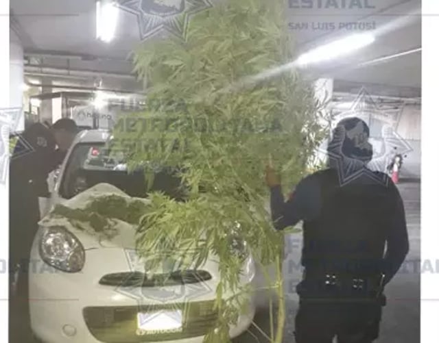 Detienen a hombre con planta de marihuana de 2 metros como copiloto