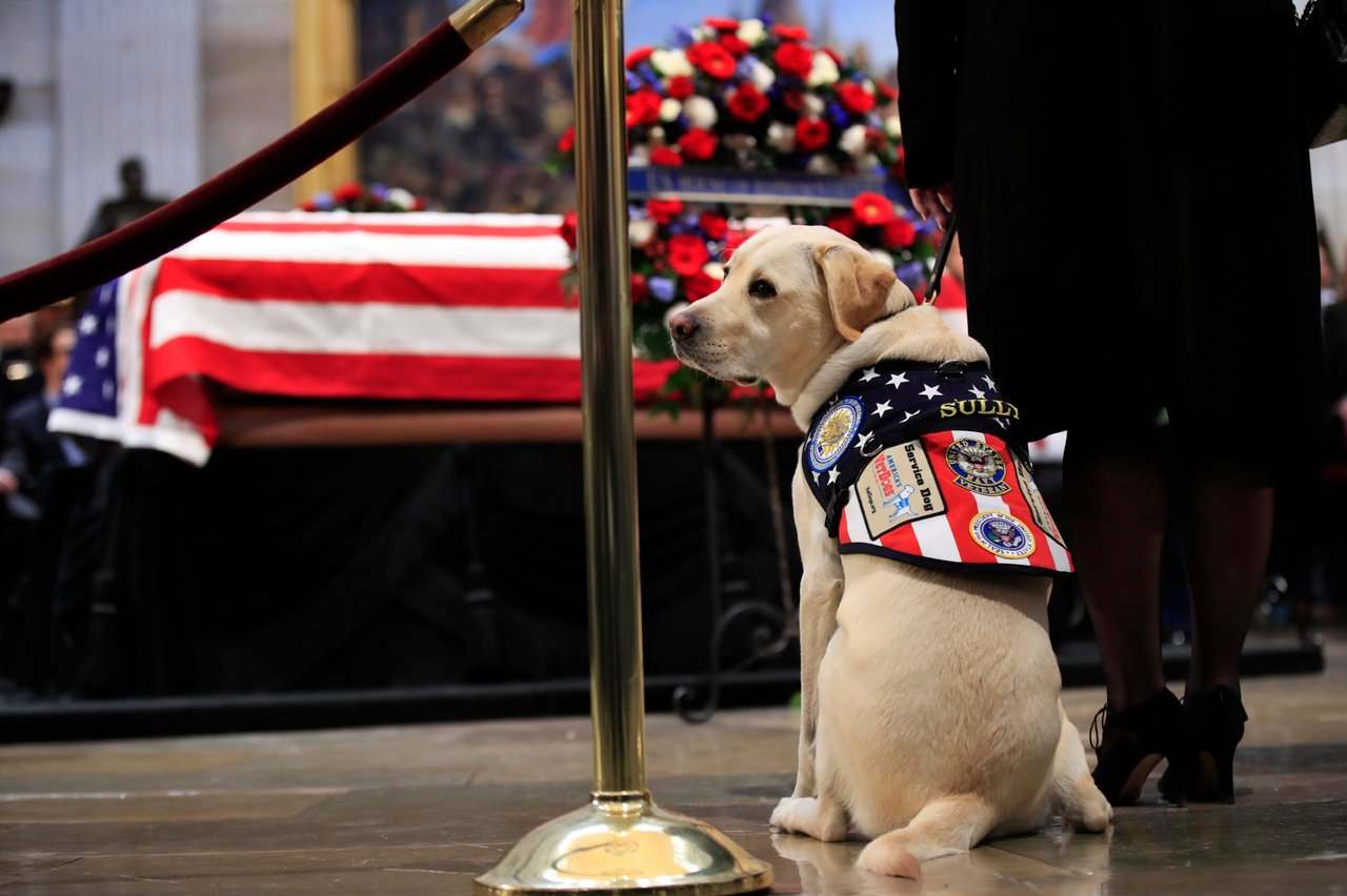 Perro guía de Bush padre acapara la atención en funeral en el Capitolio