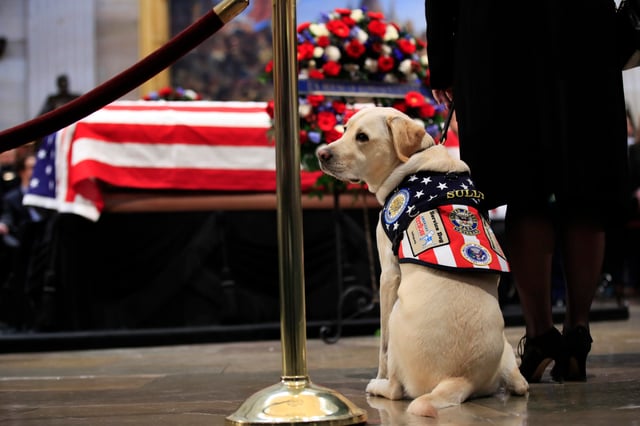Perro guía de Bush padre acapara la atención en funeral en el Capitolio