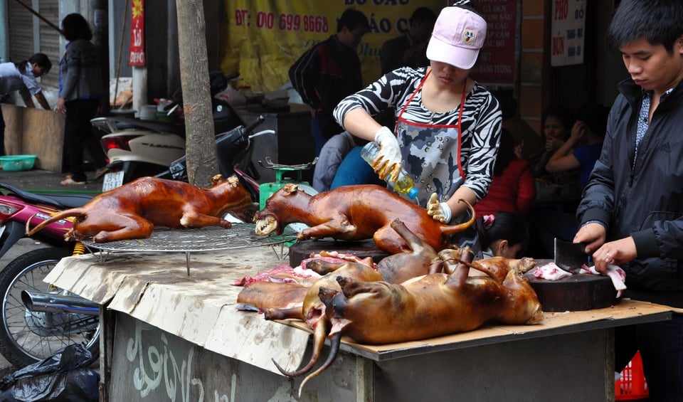 Inicia festival de carne de perro en China a pesar del coronavirus y del rechazo del gobierno