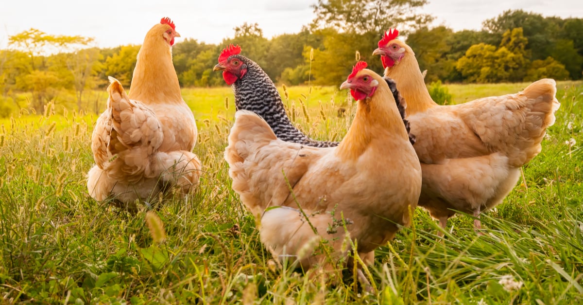 Las plumas de las gallinas podrían convertirse en comida