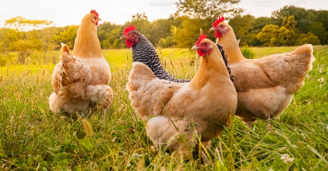 Las plumas de las gallinas podrían convertirse en comida