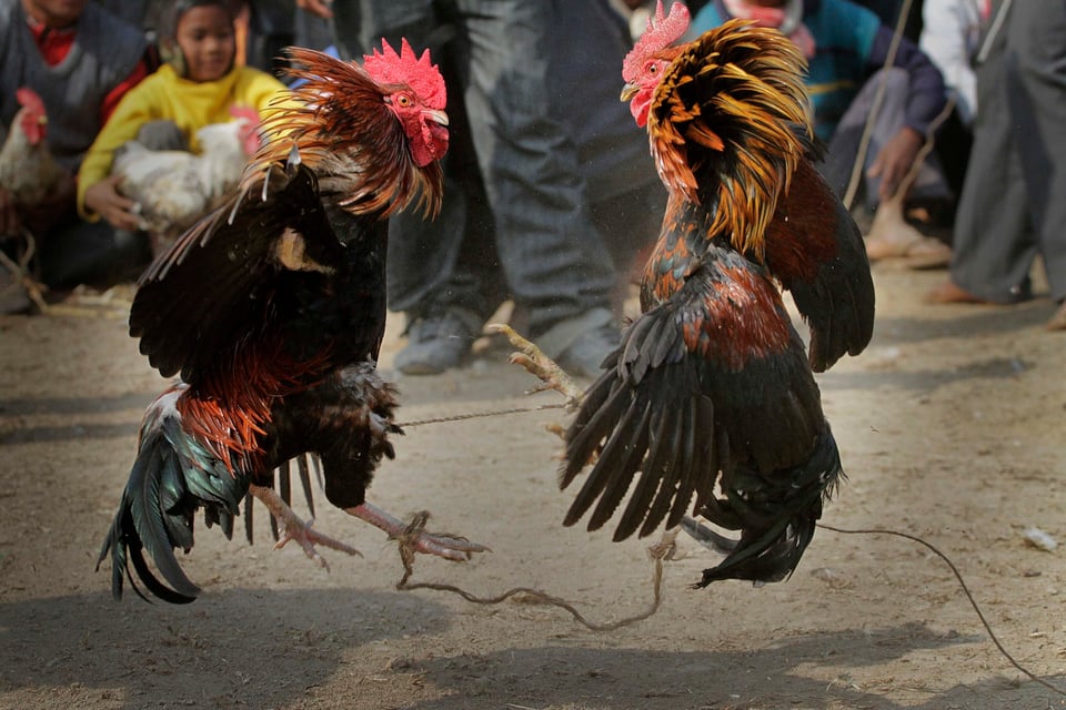 Gallo mata a dueño durante pelea de gallos ilegal en India
