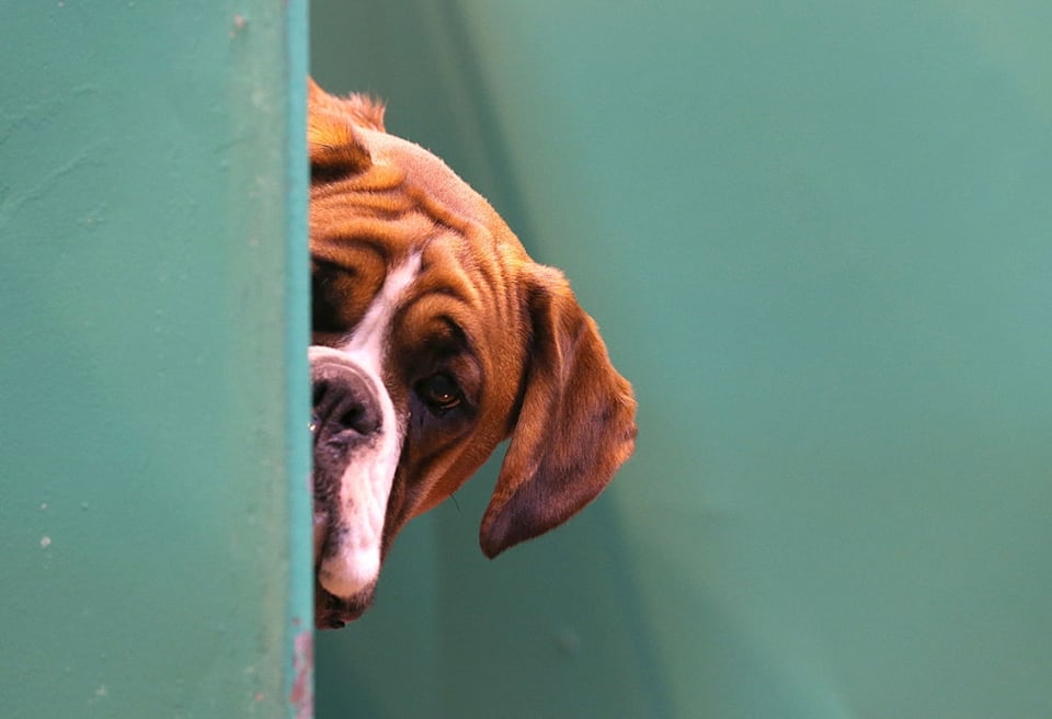 Ordenan recall de alimentos para perros por riesgo de salmonela featured image