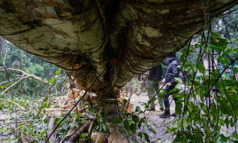 Niños quedan huérfanos luego de que árbol enorme cayó sobre sus padres