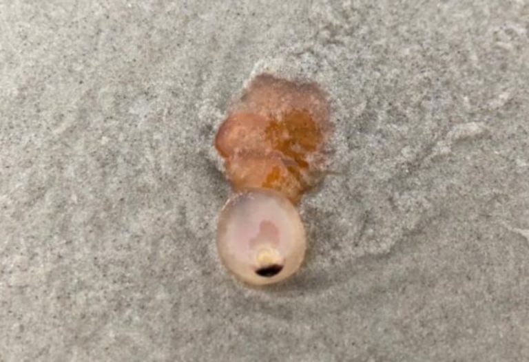 Hallan extrañas criaturas gelatinosas y con forma de ojo en Texas (Fotos)
