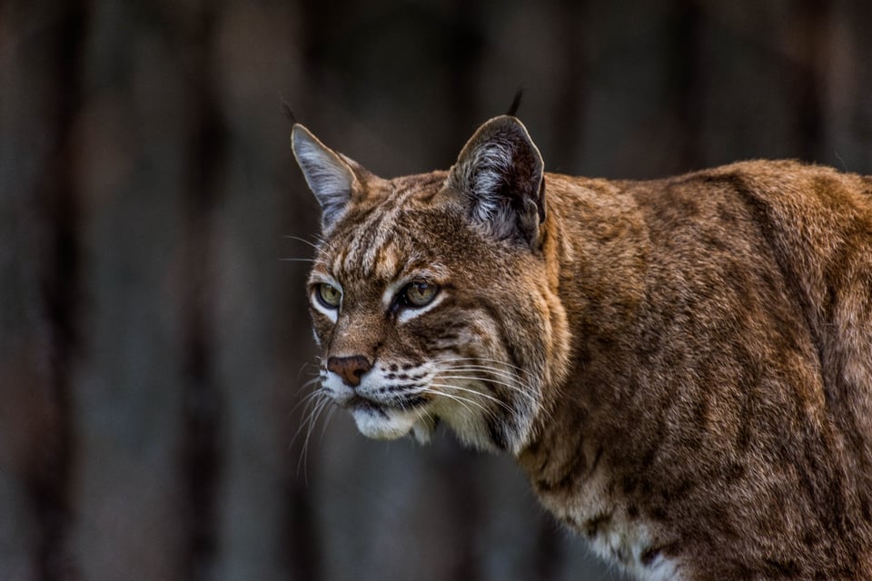 Lince rabioso ataca a mujer y su mascota, pero su esposo arriesga su vida por ella (VIDEO) featured image