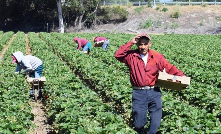 Reportan estafa en la que ofrecen trabajo cosechando en California y visa para EEUU