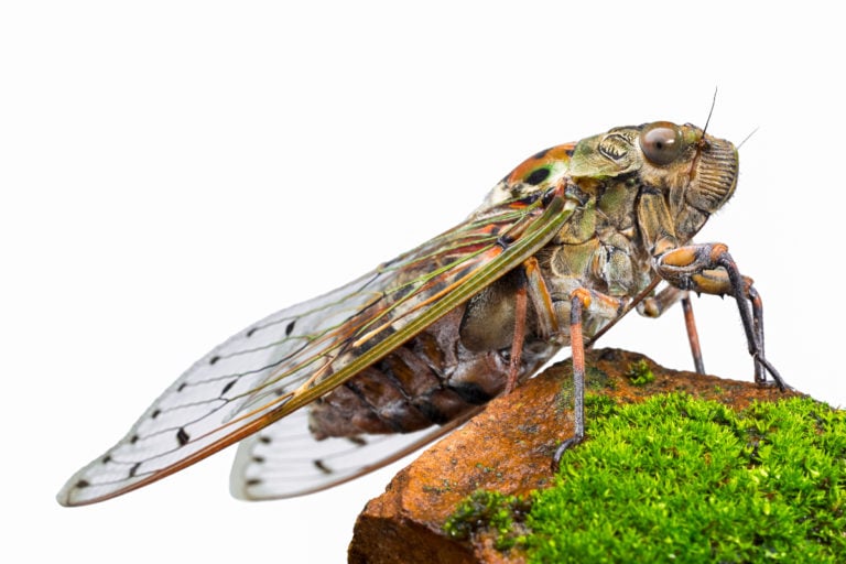 Millones de cigarras ‘invadirán’ EE.UU. tras 17 años bajo tierra