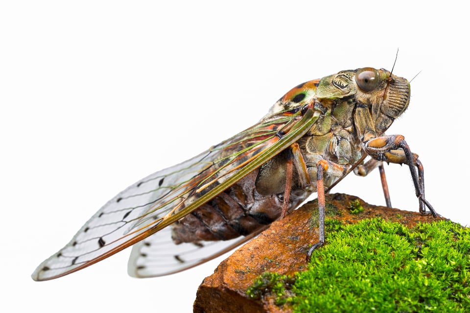 Millones de cigarras ‘invadirán’ EE.UU. tras 17 años bajo tierra