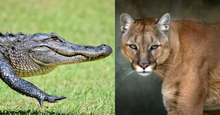 Atrapan a caimán, pero un puma sigue asolando calles de vecindario en EE.UU.