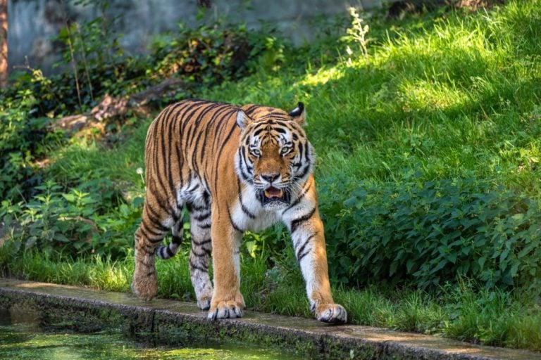 Latino detenido por tigre suelto en Houston dice que no sabe dónde está (FOTO)
