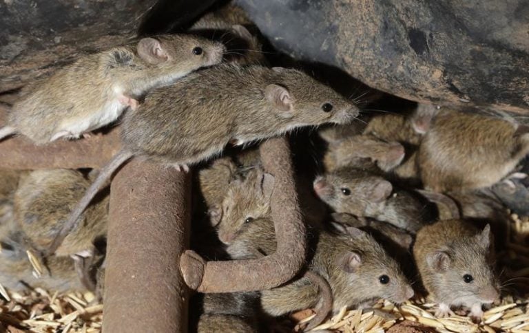 Plaga de ratones destructivos atormenta a los australianos