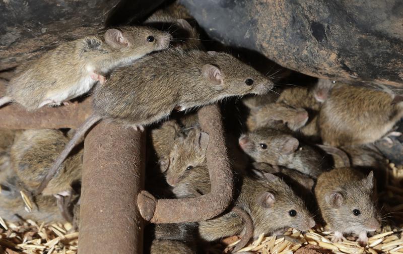 Plaga de ratones destructivos atormenta a los australianos featured image