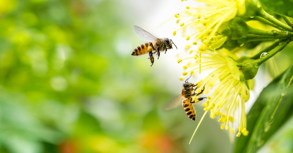Abejas entrenadas para “sacar la lengua” al oler covid-19 featured image