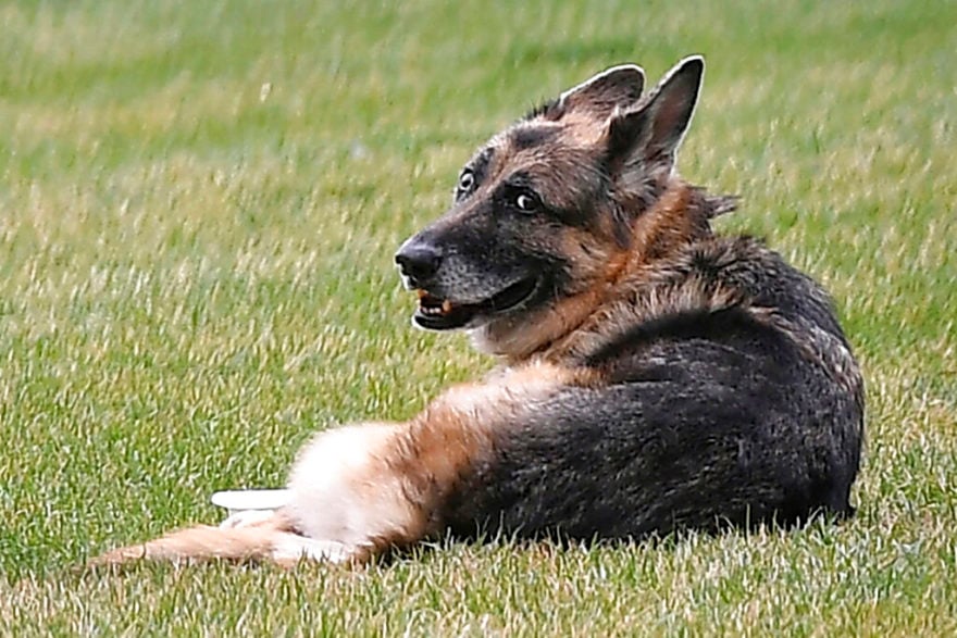 Muerte del perro de Biden esconde «código secreto», sugiere alocada teoría de QAnon
