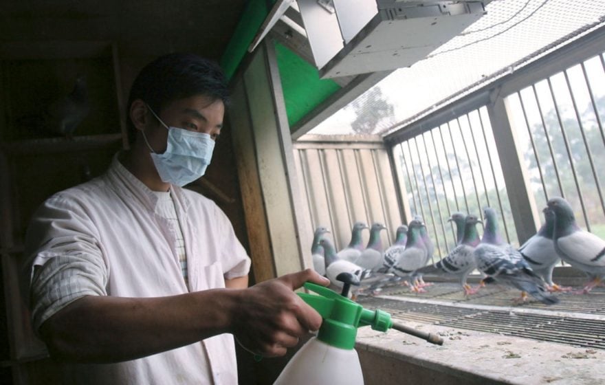 China reporta posible primer caso humano de gripe aviar H10N3
