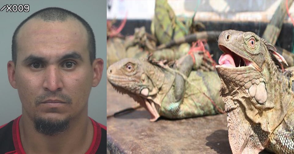 Crónica: Arrestan a hispano que se trajo decenas de iguanas featured image