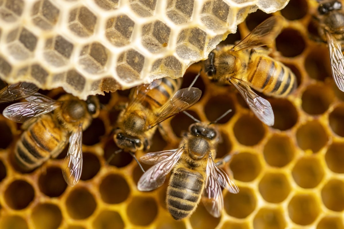 Abejas asesinas atacan a una indefensa mujer y todo queda grabado (VIDEO)
